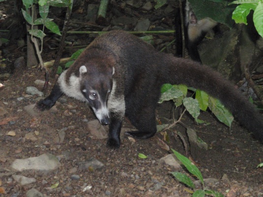 The "weirdest" animal in Costa Rica, the coati.