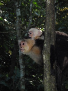 Monkeys are found throughout the Rainforests of Costa Rica.  